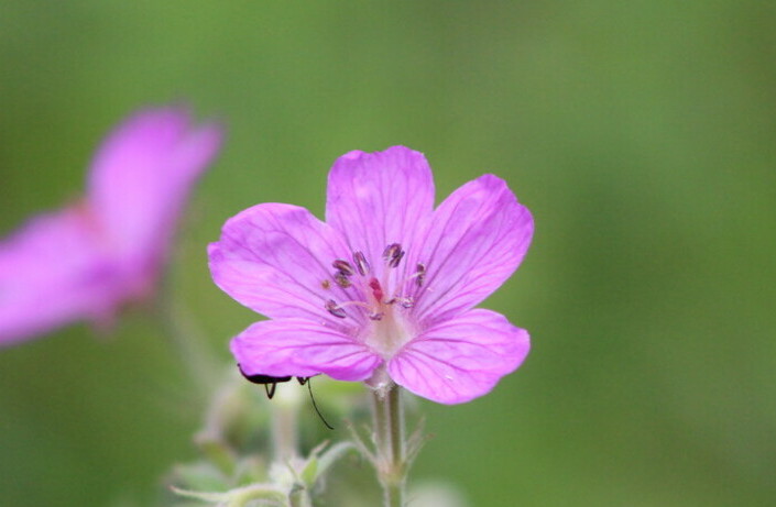 close up on purple wild flower