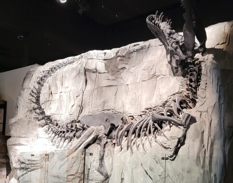 Fossil of Dinosaur skeleton
