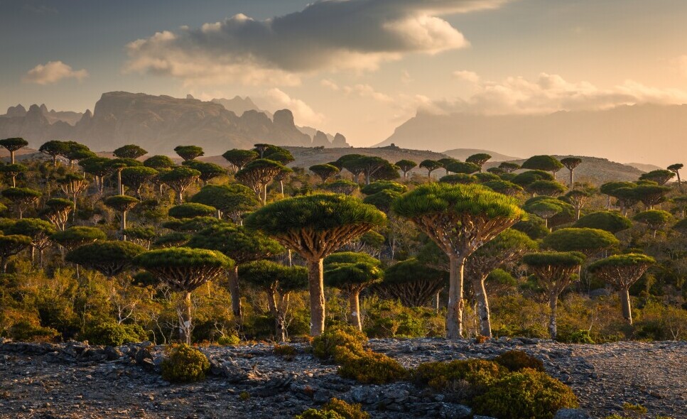 Socotra Island, Yemen