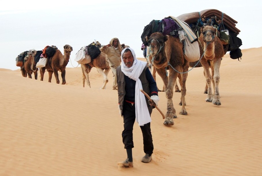 Bedouin with camel train